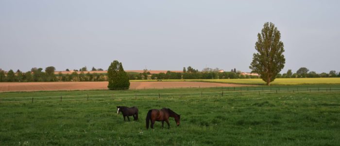 Prés avec chevaux Lyon 